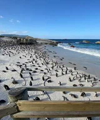 Besuche das wunderschöne Simon's Town